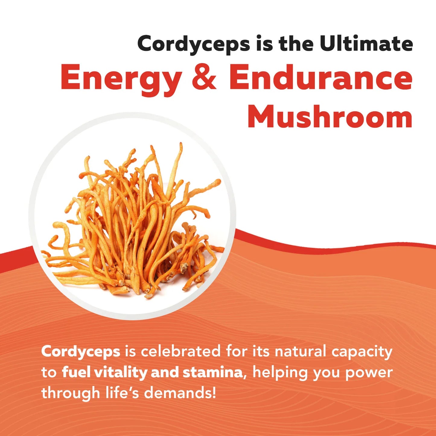 MycoMax Cordyceps Mushroom Extract Organic
