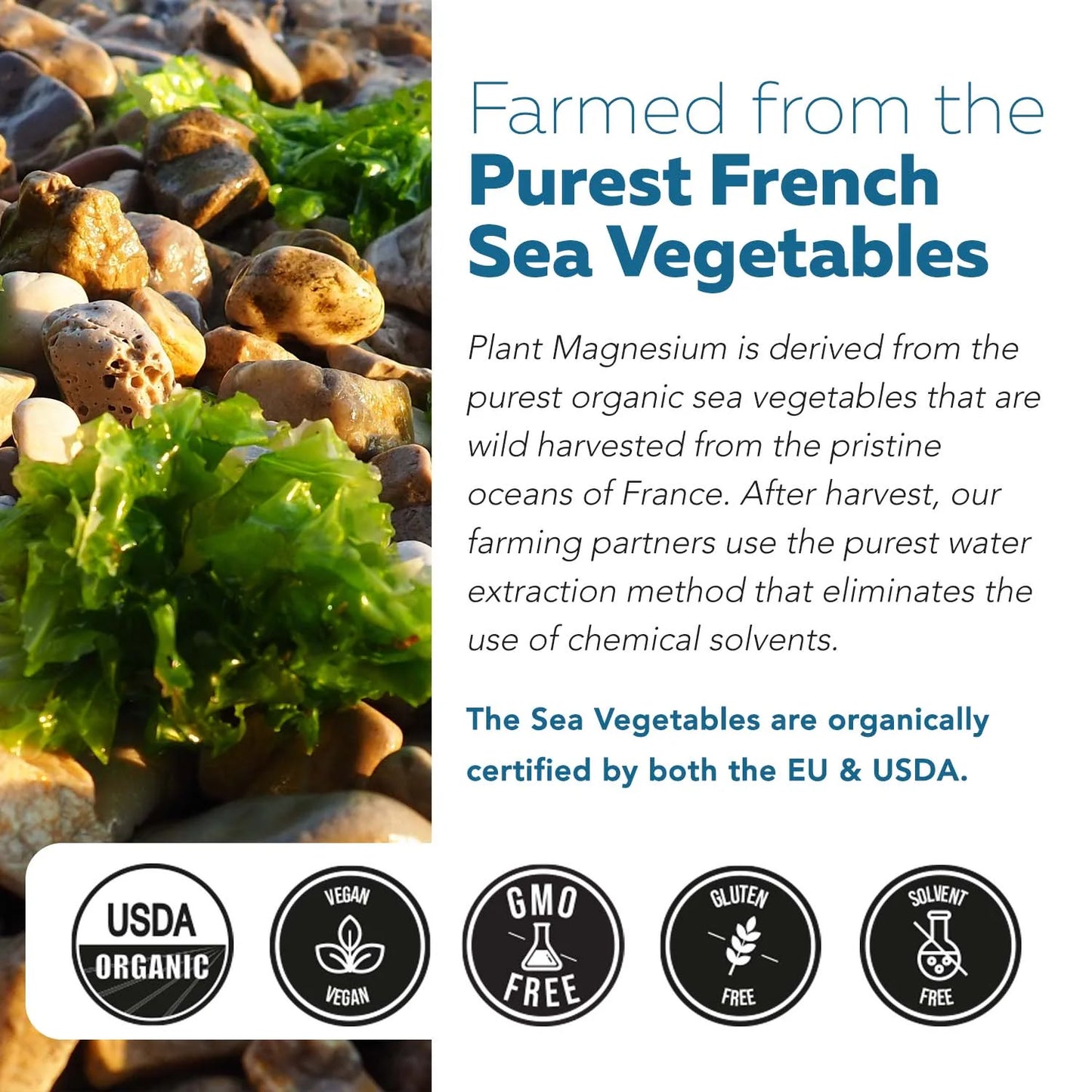 Magnesium Sea Vegetable Complex Organic