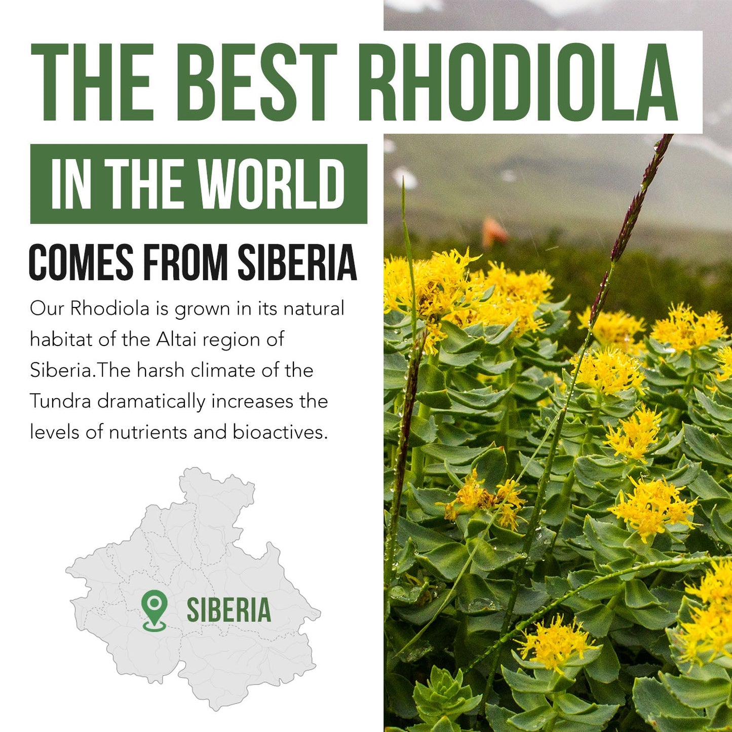 Siberian Rhodiola Rosea Extract