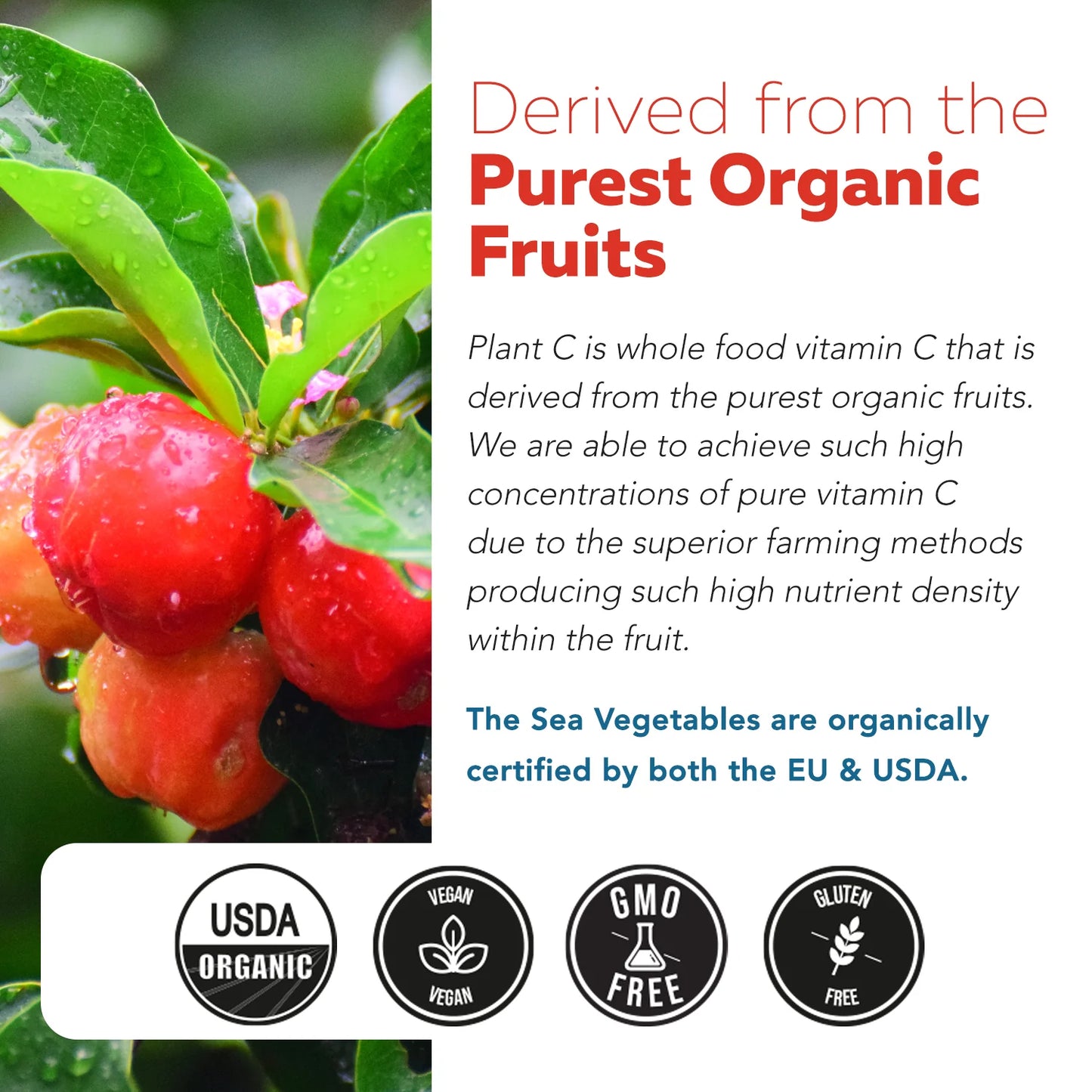 Vitamin C Complex Organic