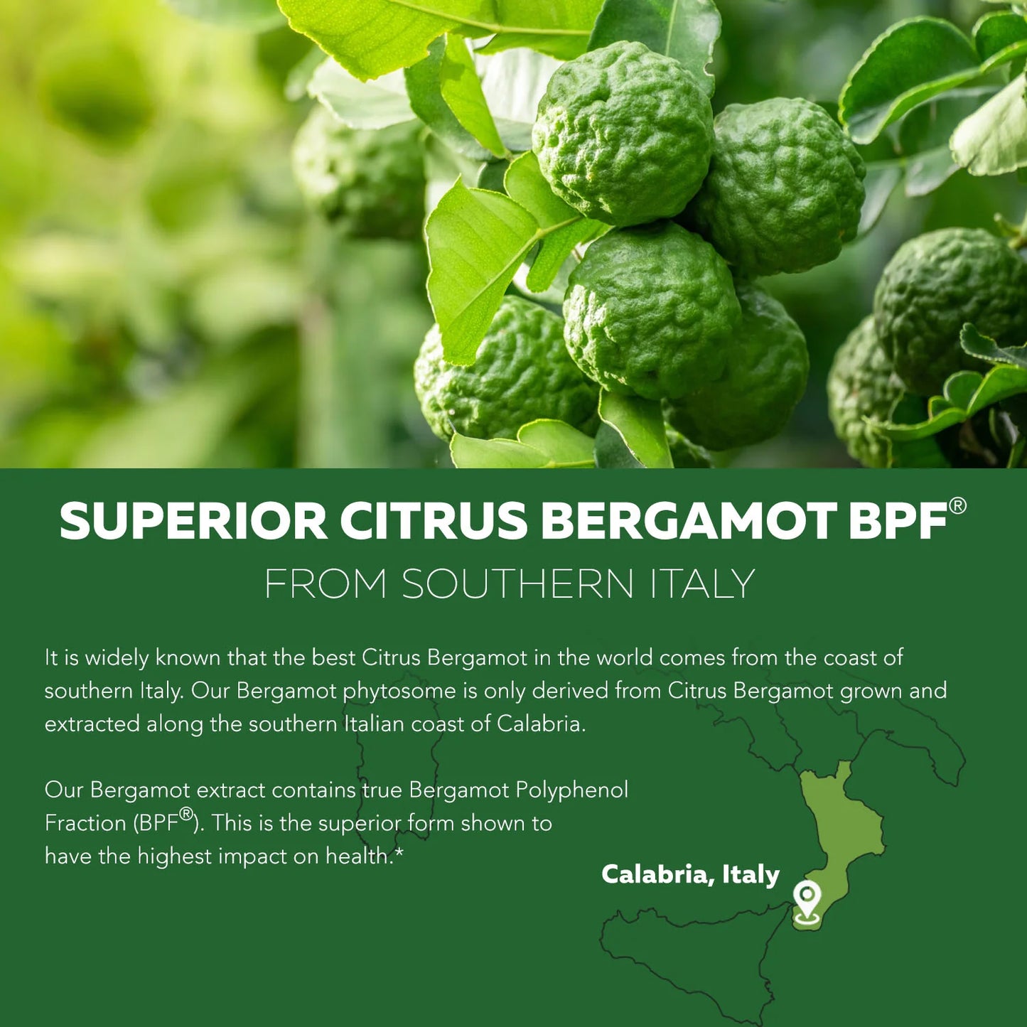 Triquetra SoActive Bergamot Phytosome Capsules